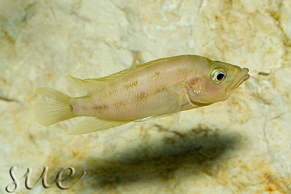 Neolamprologus prochilus